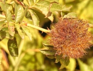 brown dried flower thumbnail