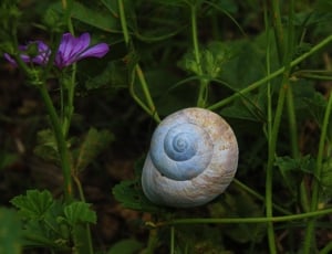 brown snail near purple petal flower thumbnail