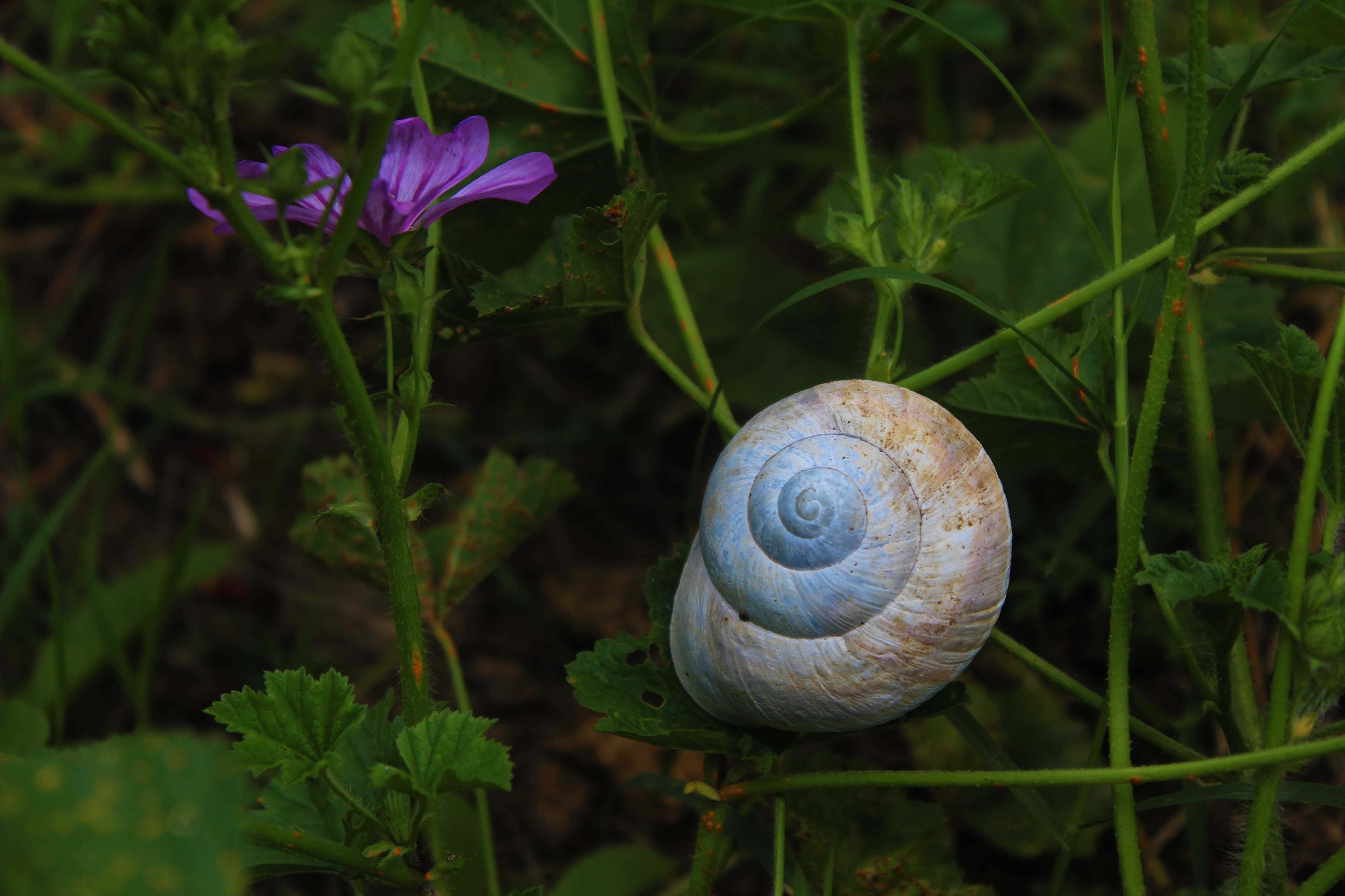 brown snail near purple petal flower