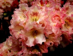 pink Rhododendron Petticoat lane thumbnail