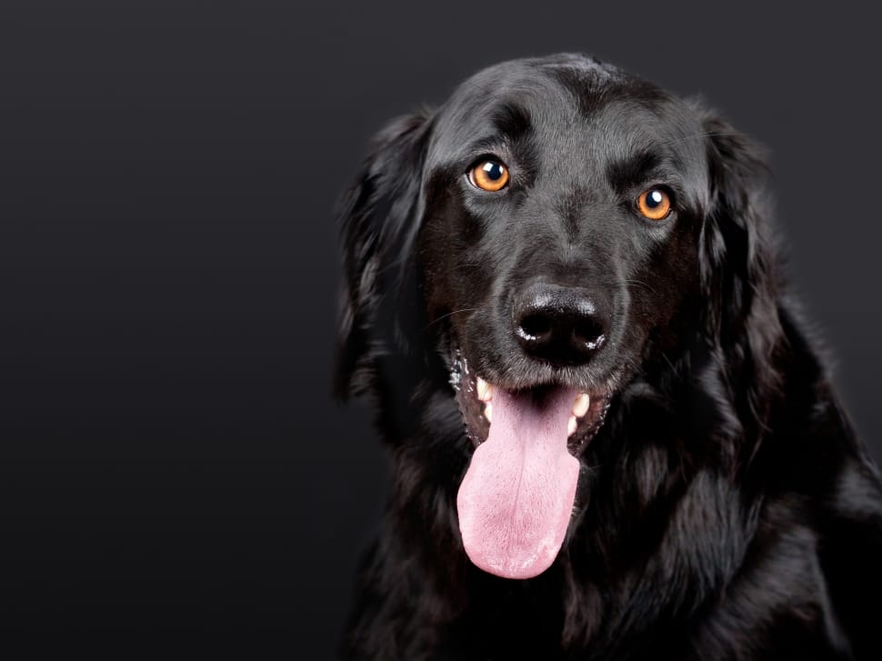 black flat-coated retriever preview