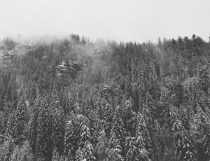 snow and pine tree thumbnail