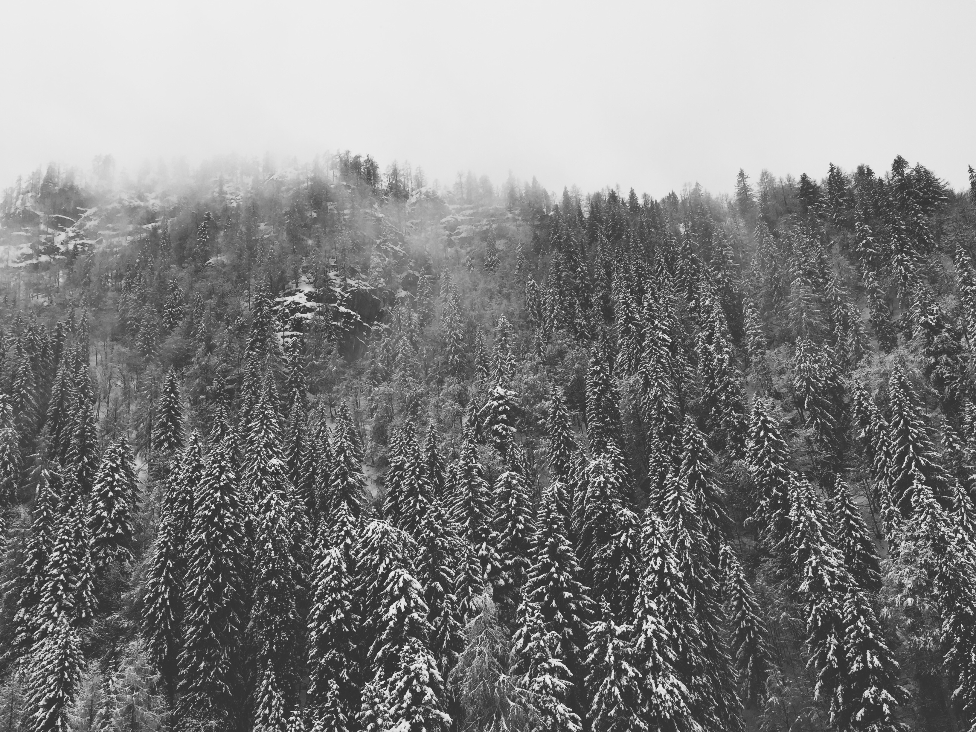 snow and pine tree