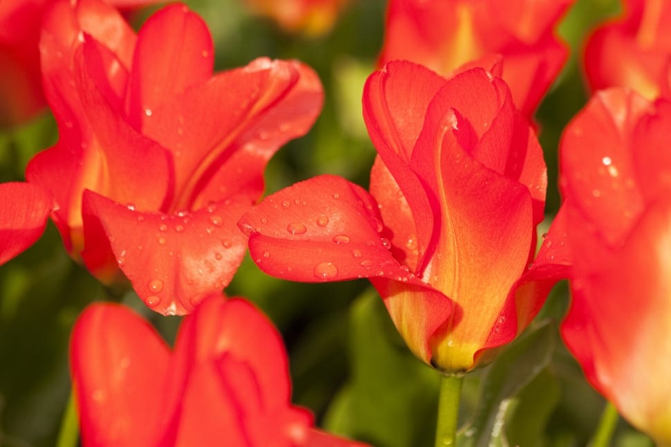 red and yellow petaled flower lot preview