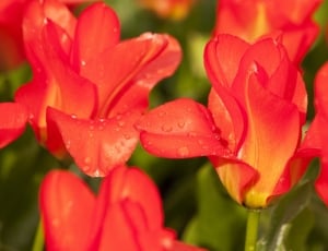 red and yellow petaled flower lot thumbnail