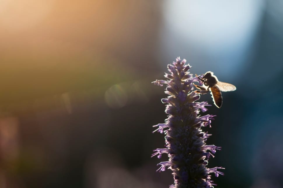 bee resting on lavender preview