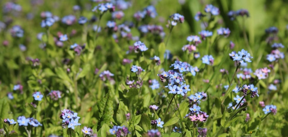 selective focus photo of blue forget me not flowers preview