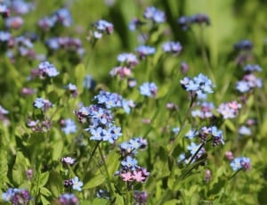 selective focus photo of blue forget me not flowers thumbnail