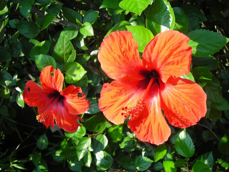 close up photo of hibiscus flowers preview