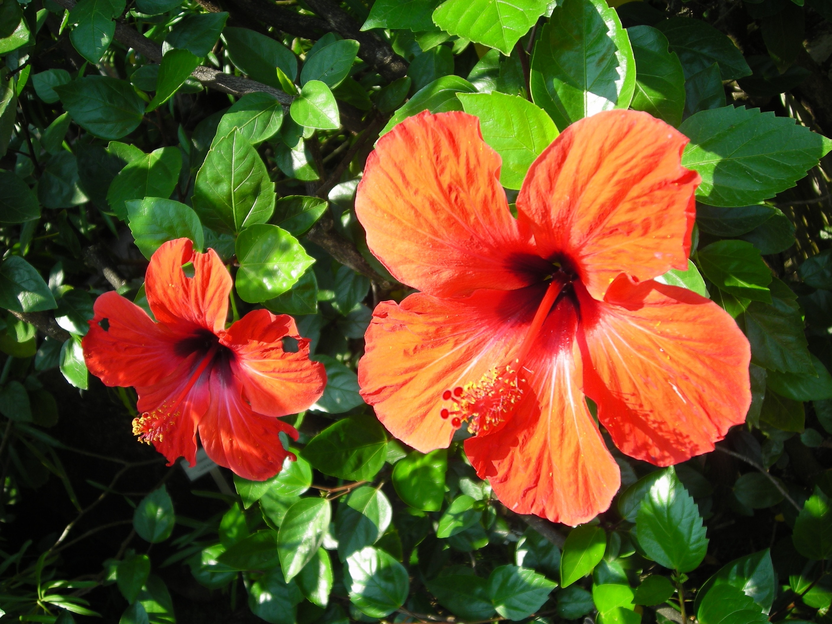 close up photo of hibiscus flowers