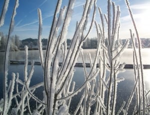 Pond, Frozen, Snow, Winter, Lake, winter, cold temperature thumbnail