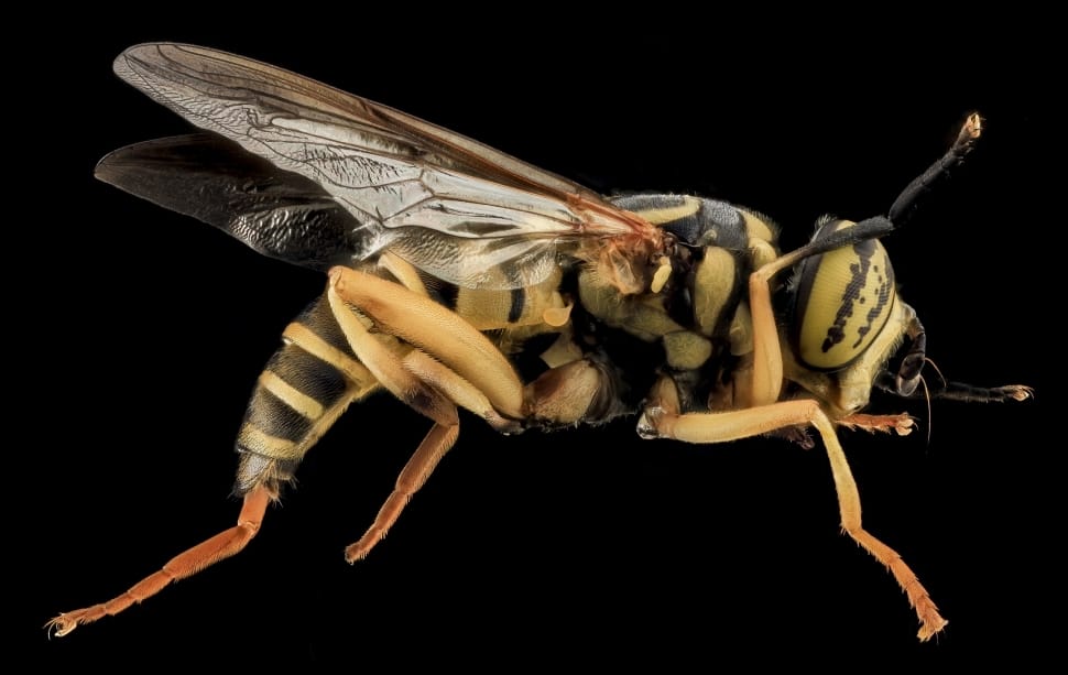 yellow and black wasp preview