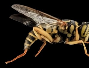 yellow and black wasp thumbnail