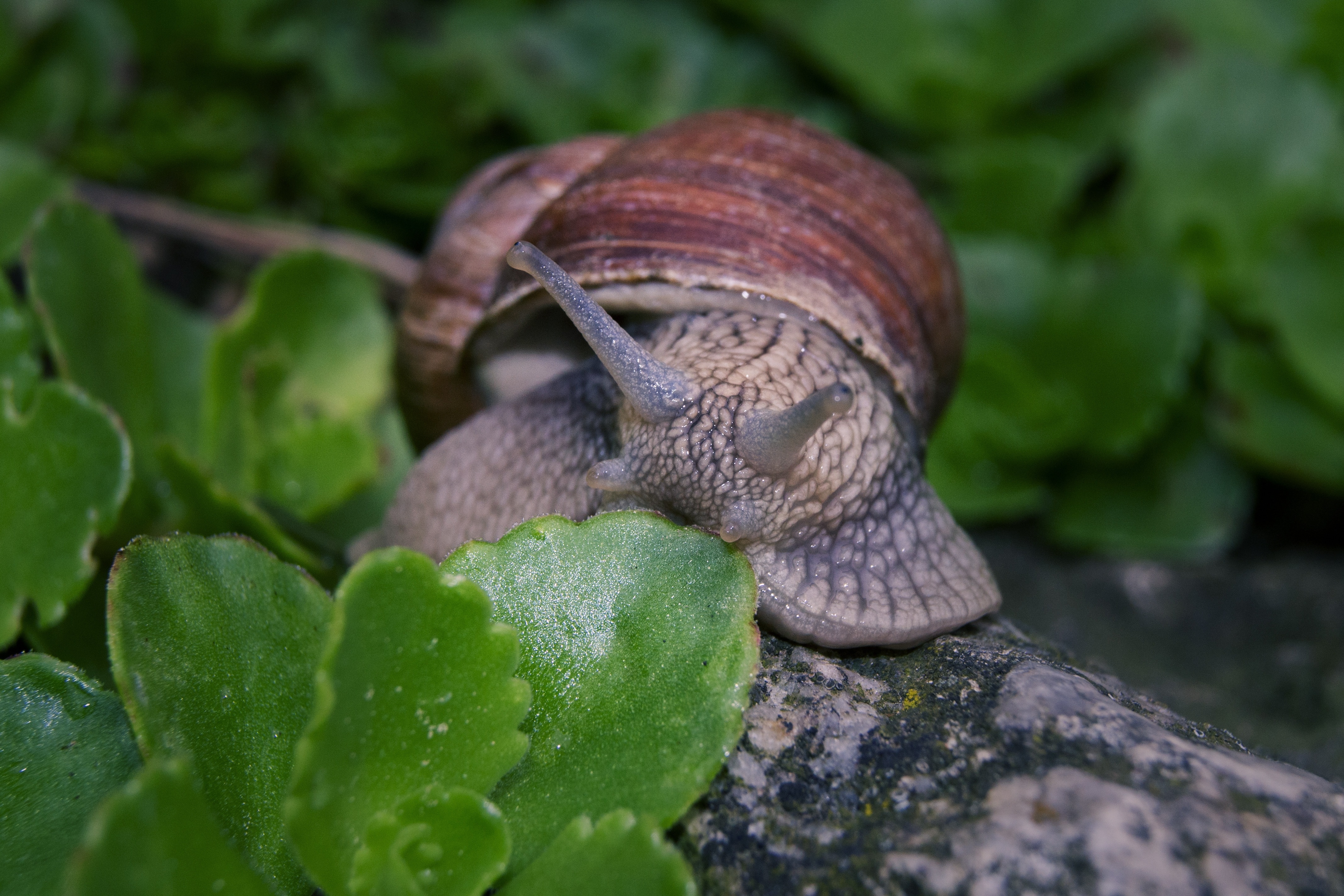 brown snail