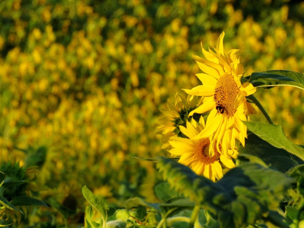 Sun Flower, Sunflower Field, Yellow, yellow, flower preview
