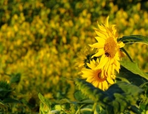 Sun Flower, Sunflower Field, Yellow, yellow, flower thumbnail