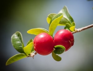 red round fruits in closeup photography thumbnail