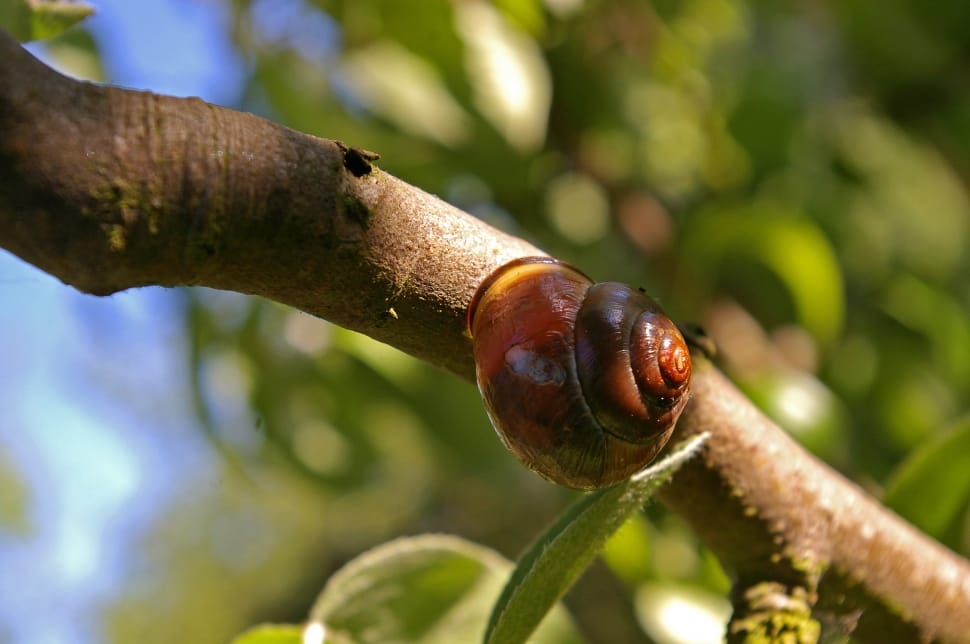brown snail shell on tree branch preview