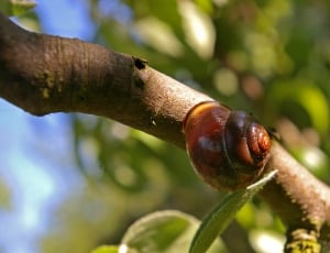 brown snail shell on tree branch thumbnail