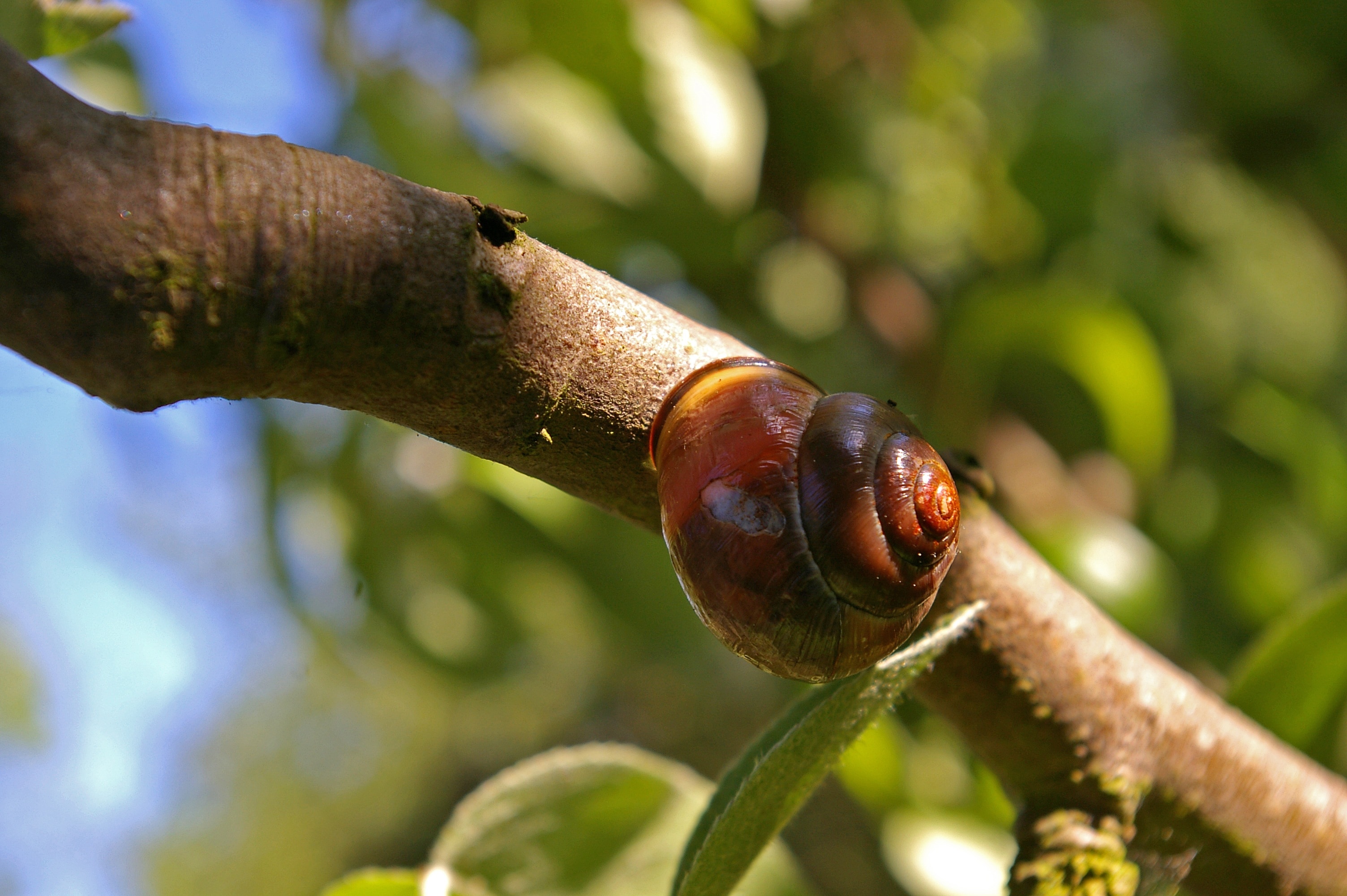 brown snail shell on tree branch