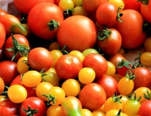 variety of tomatoes thumbnail