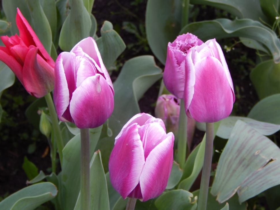 purple tulip flower plants preview