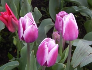 purple tulip flower plants thumbnail
