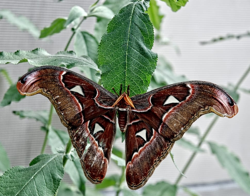 atlas moth preview