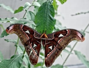atlas moth thumbnail