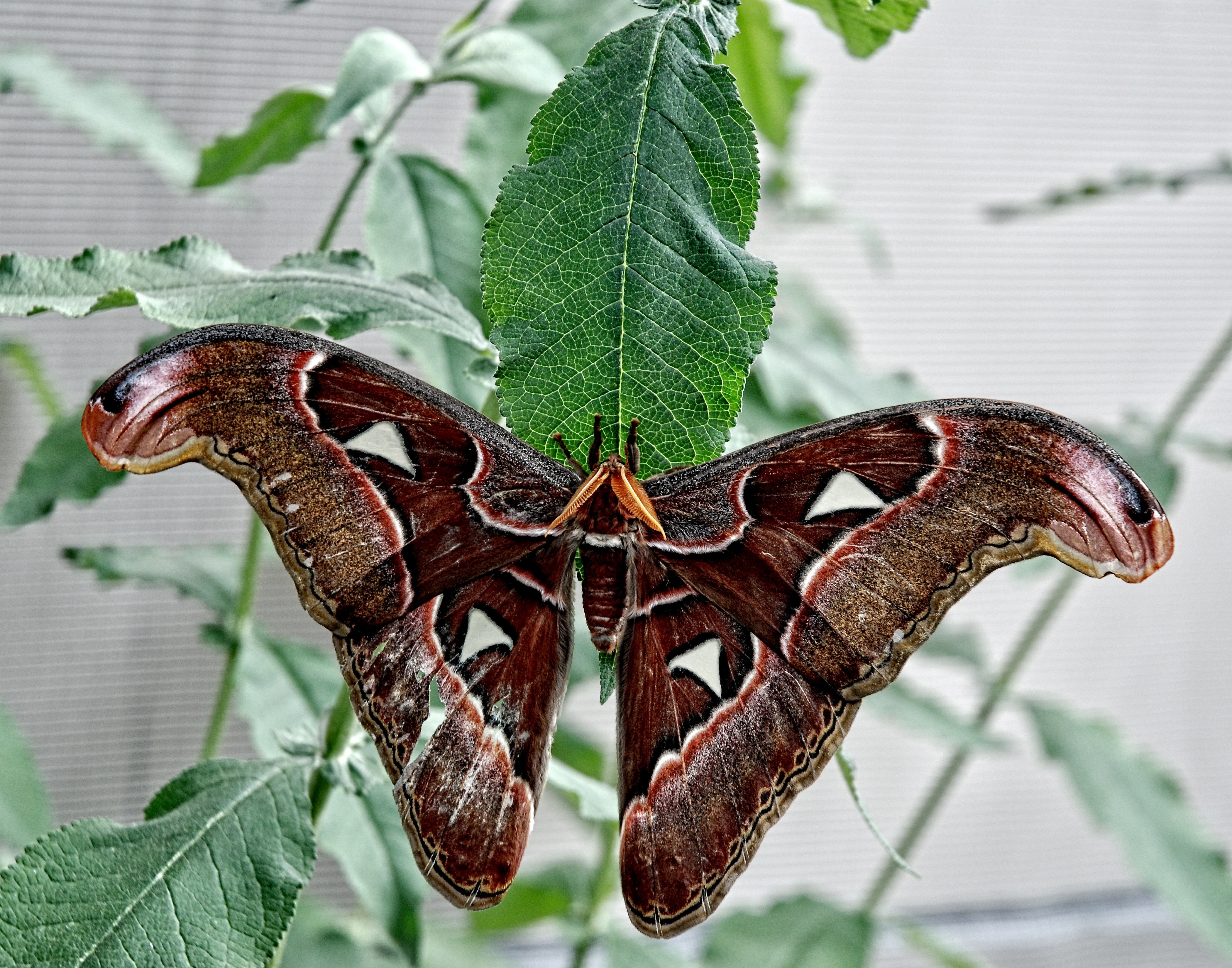 В крыму обитает самая крупная бабочка европы. Павлиноглазка атлас Attacus Atlas. Князь тьмы (Павлиноглазка атлас). Бабочка Павлиноглазка атлас. Attacus Atlas бабочка.