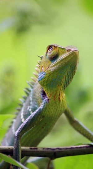 green, yellow and grey chameleon thumbnail