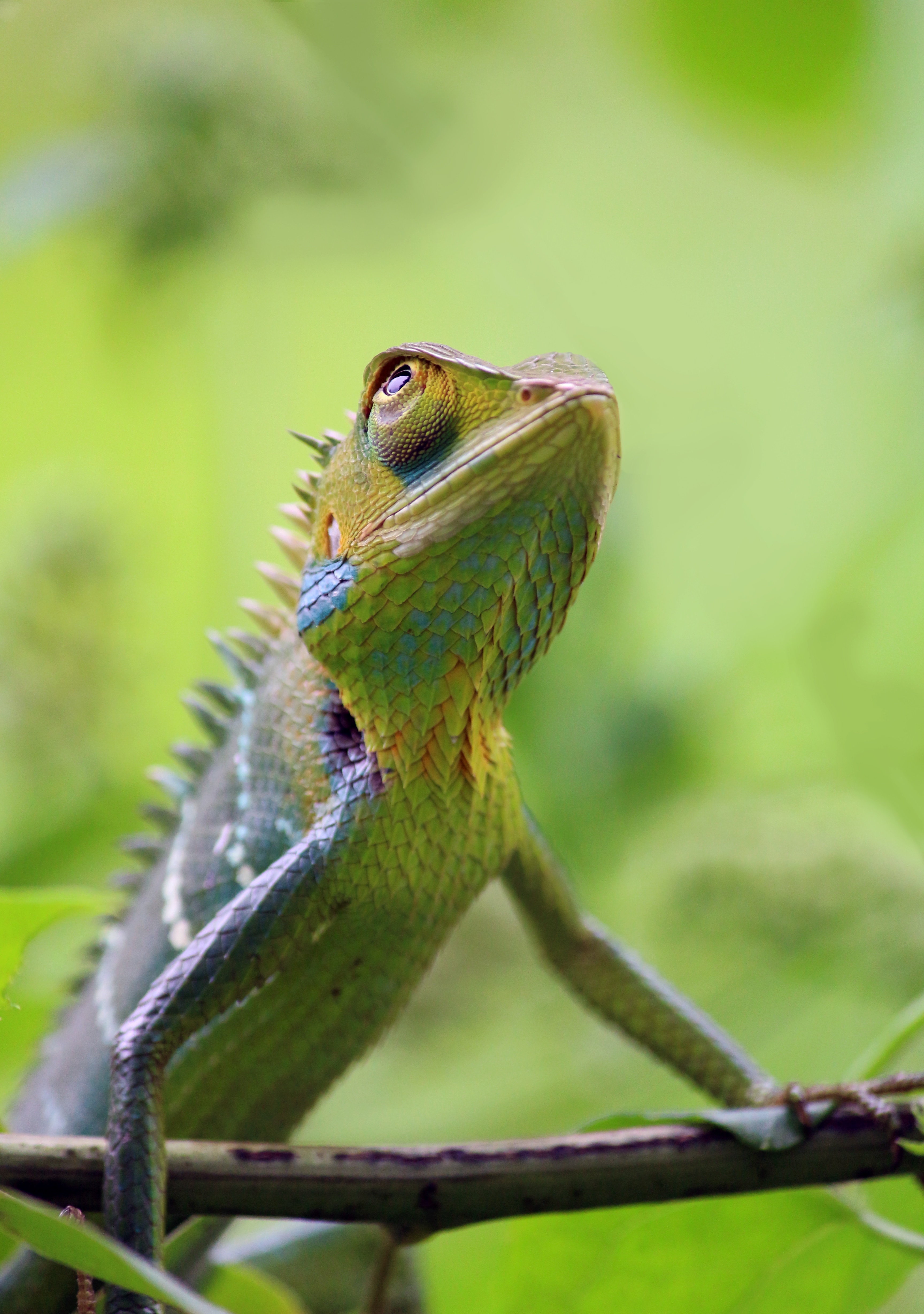 green, yellow and grey chameleon