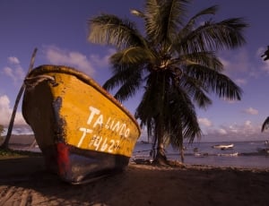 brown wooden boat near green palm tree thumbnail