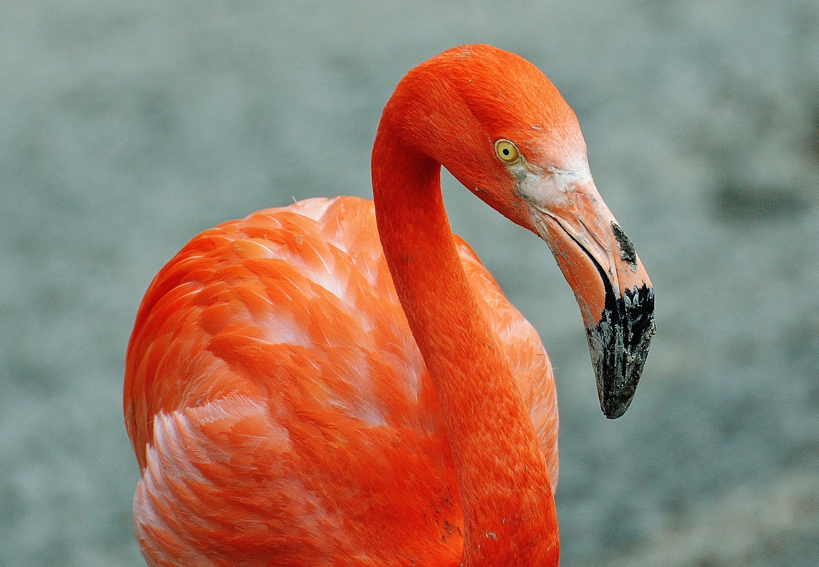 Flamingo, Bird, Colorful, one animal, bird