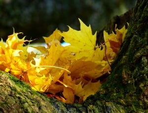 close up photo of yellow maple leaves thumbnail