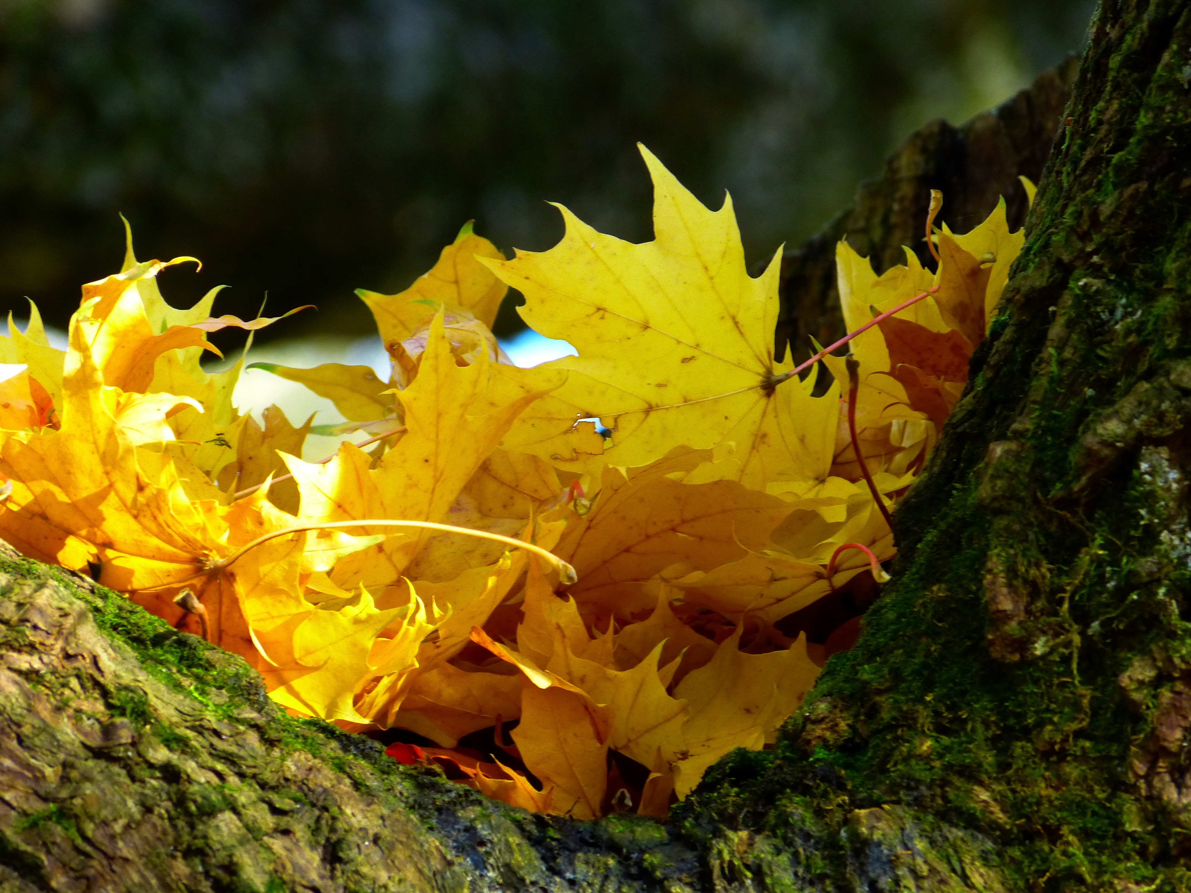 close up photo of yellow maple leaves