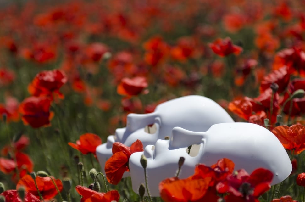photo of two white masks in red flower field preview