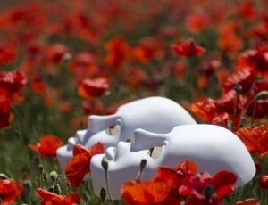 photo of two white masks in red flower field thumbnail