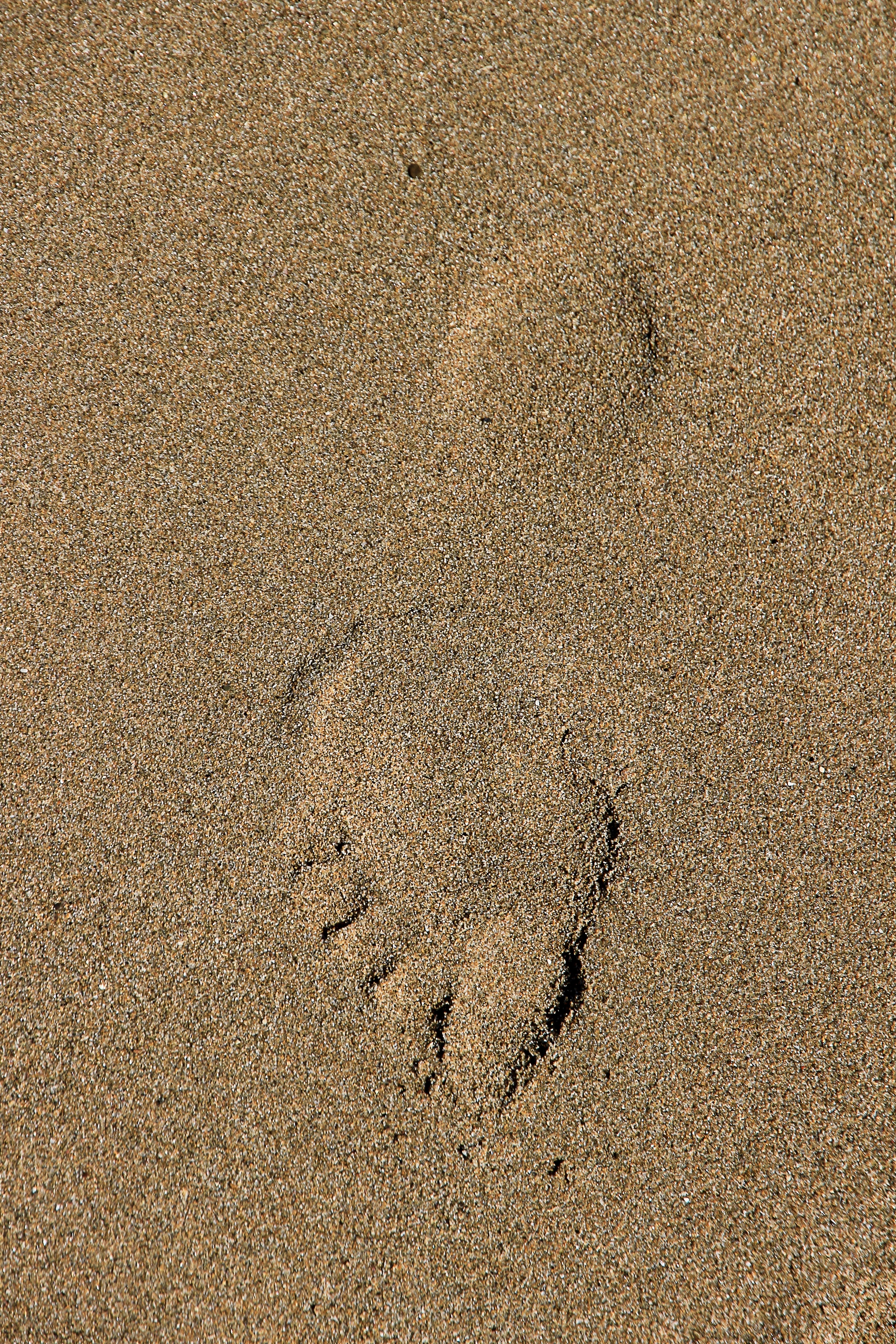 sand foot print