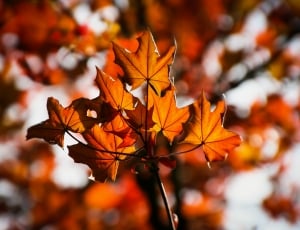 Colorful, Autumn, Maple Leaves, Maple, leaf, autumn thumbnail