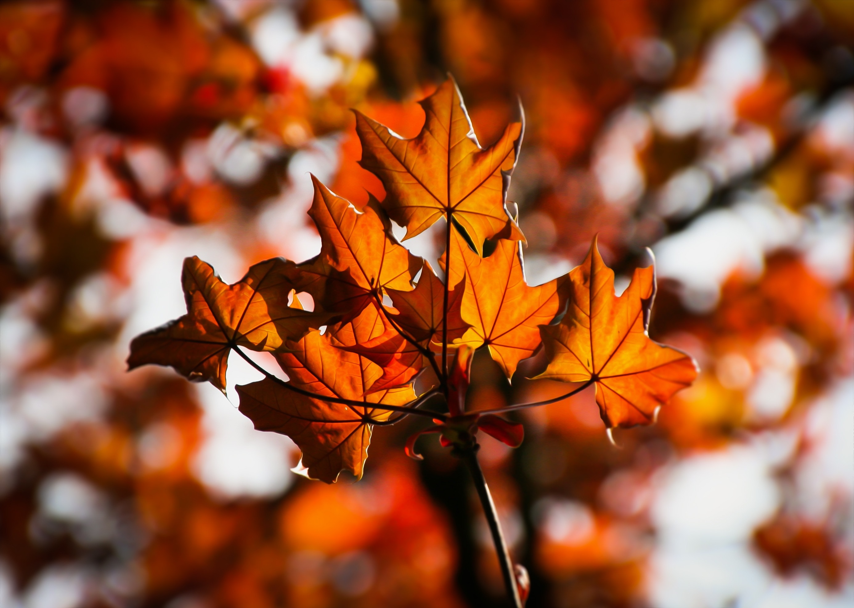 Colorful, Autumn, Maple Leaves, Maple, leaf, autumn