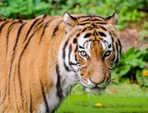 Bengal tiger in close up photography thumbnail