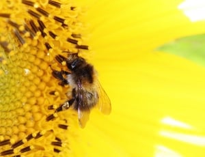 bumble bee on yellow flower thumbnail