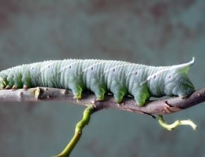 green caterpillar thumbnail