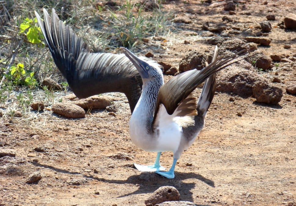 blue footed booby preview