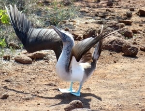 blue footed booby thumbnail