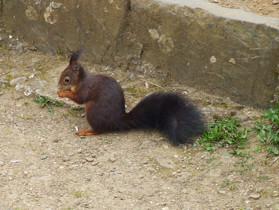 brown and black squirrel preview