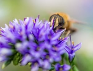 Close Up, Yellow, Flower, Bee, Macro, flower, purple thumbnail