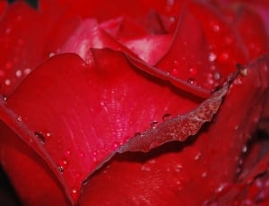 Roses, Nature, Macro, Rose, Pink, Flower, red, drop thumbnail