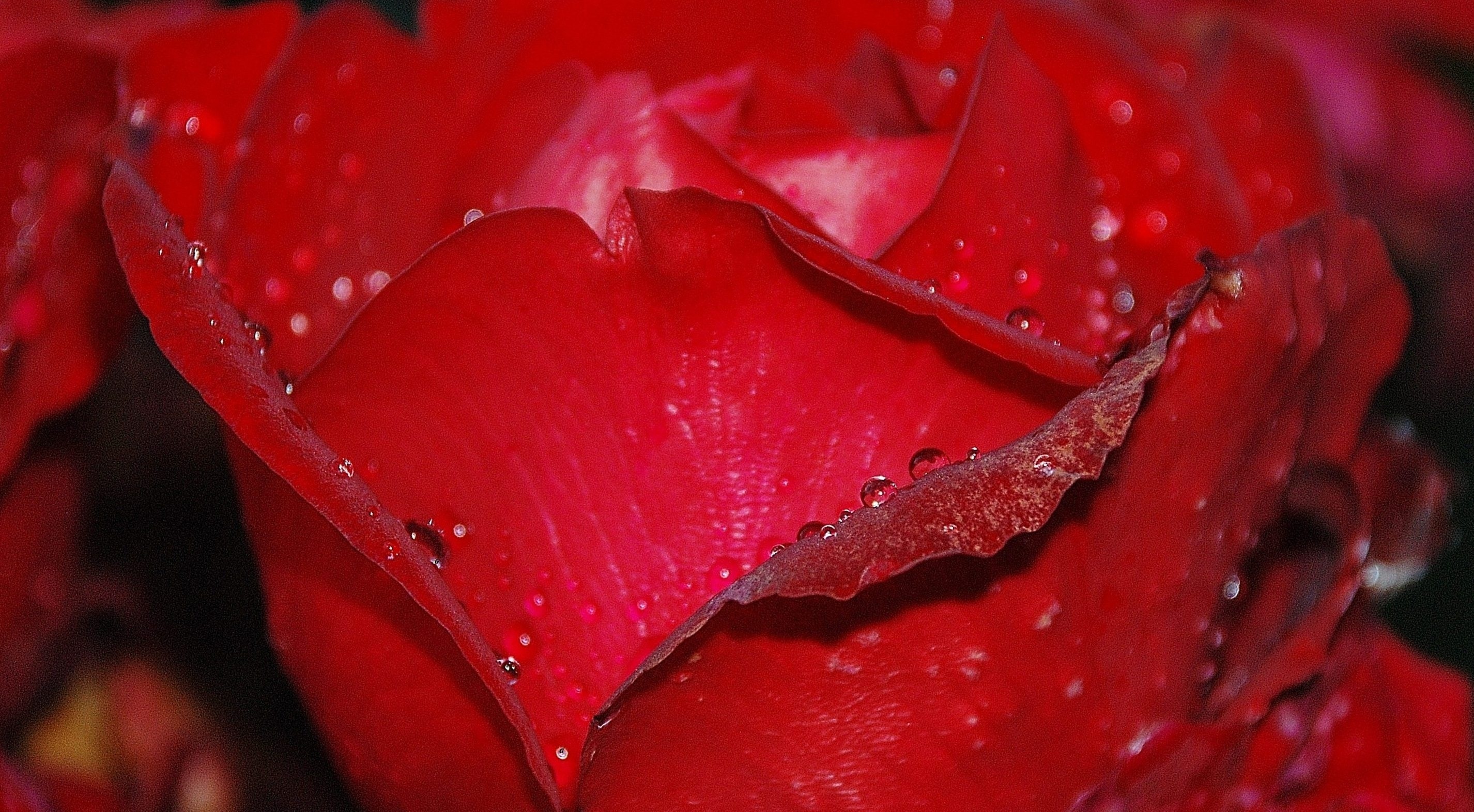 Roses, Nature, Macro, Rose, Pink, Flower, red, drop